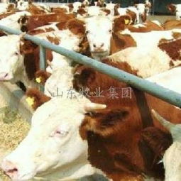 山東牧業集團 西門塔爾牛的核心供應商與農林牧業新標桿