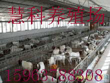 波爾山羊價格探析 種羊與羔羊市場走勢全解讀