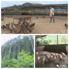 鳳山縣今年上半年農業經濟提速增長 農林牧業協同發力